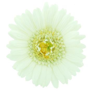 Karen Marie - Le Fleur Collection - Large Gerber Daisy - White (1)