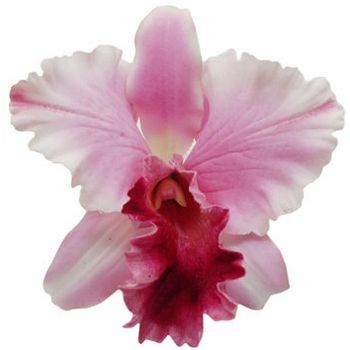 Karen Marie - Le Fleur Collection - Cattleya Orchid - Baby Pink (1)