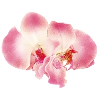 Karin's Garden - Phalaenopsis Orchid - Barrette Hair Clip - Pink (1)