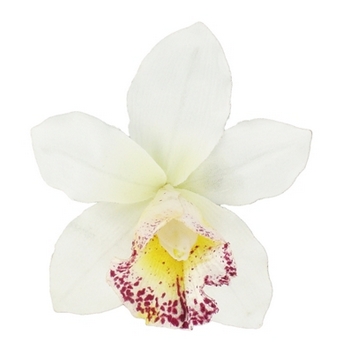 Karin's Garden - Cymbidium Orchid - Salon Clip - White  (1)