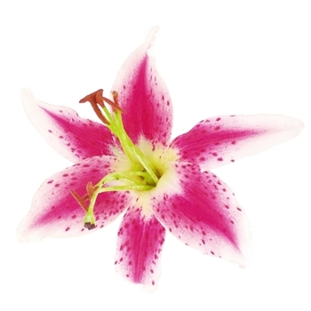 Karin's Garden - Tiger Lily - Salon Clip - Fuschia (1)
