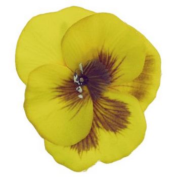 Karen Marie - Le Fleur Collection - Small Pansy - Buttercup (1)