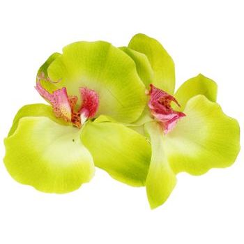 Karin's Garden - Phalaenopsis Orchid - Barrette Hair Clip - Lime (1)