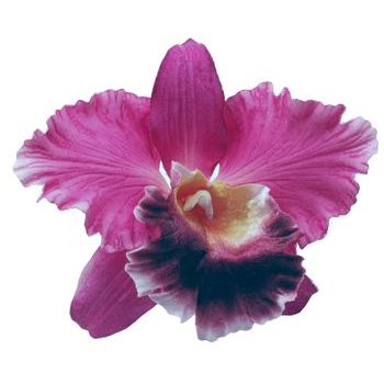 Karen Marie - Le Fleur Collection - Cattleya Orchid - Hot Pink w/White Petal Accents (1)