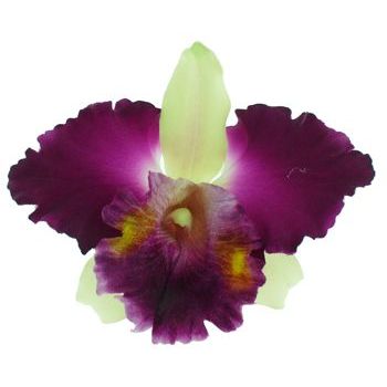 Karen Marie - Le Fleur Collection - Cattleya Orchid - Purple (1)