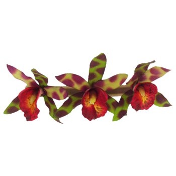 Karin's Garden - Mini Fragrant Orchid Barrette - Olive (1)