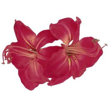 Karin's Garden - Double Amaryllis Barrette Hair Clip - Burgundy (1)