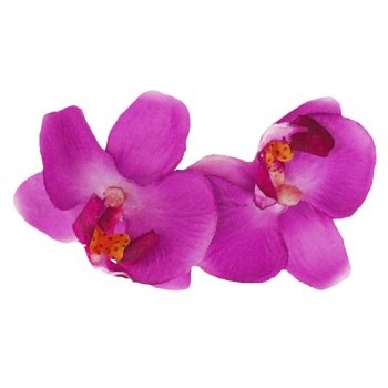 Karin's Garden - Mini Phalaenopsis Orchid Barrette - Fuchsia (1)
