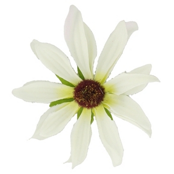 Karin's Garden - Black Eyed Susan - Salon Clip - White (1)