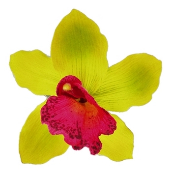 Karin's Garden - Cymbidium Orchid - Salon Clip - Lime  (1)