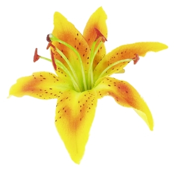 Karin's Garden - Tiger Lily - Salon Clip - Yellow (1)