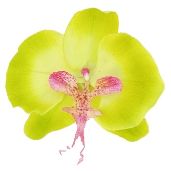 Karin's Garden - Phalaenopsis Orchid - Salon Clip - Lime (1)