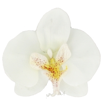 Karin's Garden - Phalaenopsis Orchid - Salon Clip - White (1)