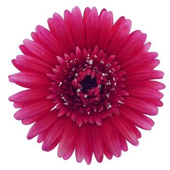 Karen Marie - Le Fleur Collection - Large Gerber Daisy - Hot Pink (1)