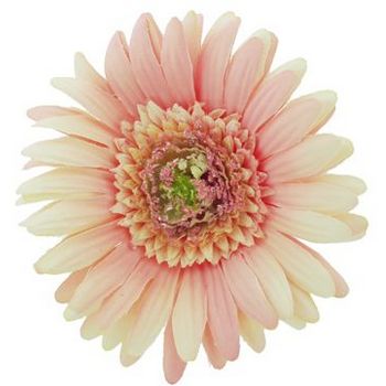 Karen Marie - Le Fleur Collection - Large Gerber Daisy - Powder Pink (1)