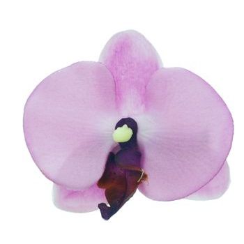 Karen Marie - Le Fleur Collection - Medium Phalaenopsis Orchid Clip - Lavender (1)