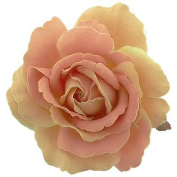 Karen Marie - Le Fleur Collection - American Beauty Rose - Soft Apricot (1)