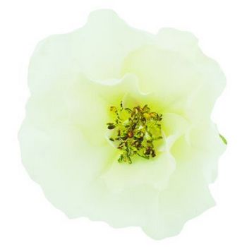 Karen Marie - Le Fleur Collection - Wild Rose - Cream (1)