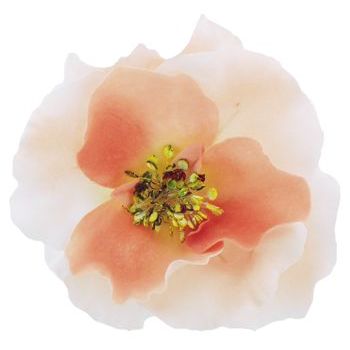 Karen Marie - Le Fleur Collection - Wild Rose - Dreamsicle (1)