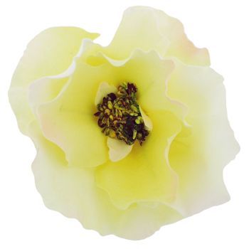 Karen Marie - Le Fleur Collection - Wild Rose - Butter Cream (1)